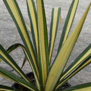 Yucca 'Gold Heart' ---